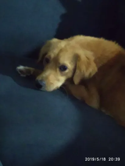 Cachorro raça Viralata idade 2 anos nome Pipoca