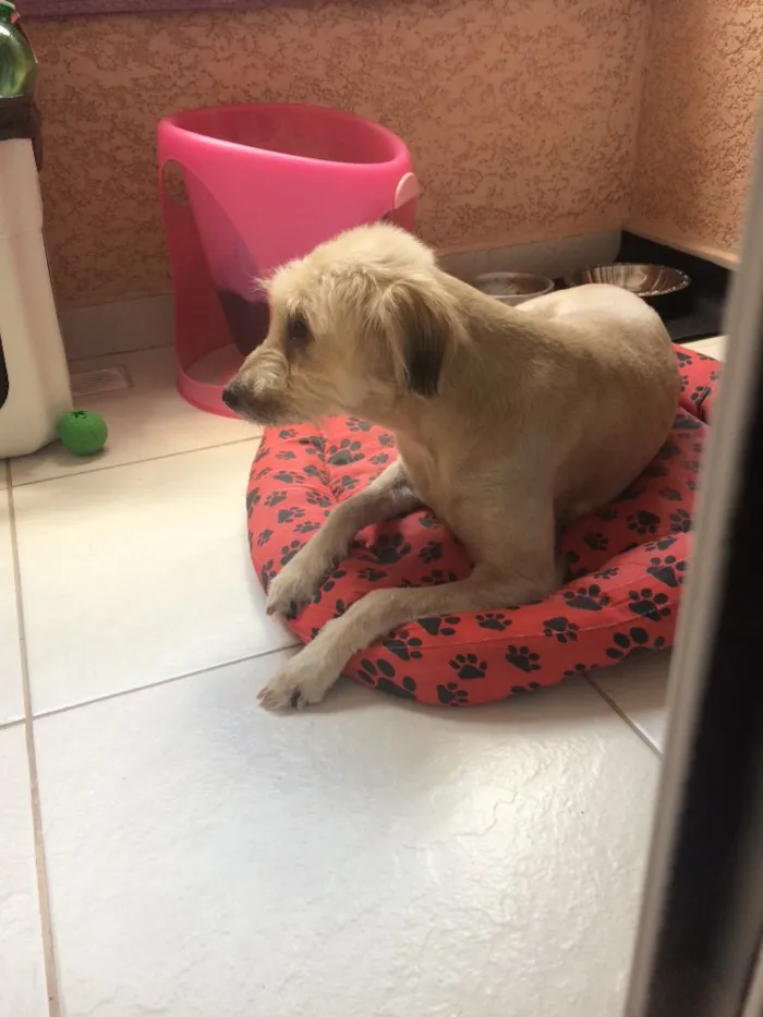 Cachorro ra a Sem raça definida  idade 4 anos nome Pepa