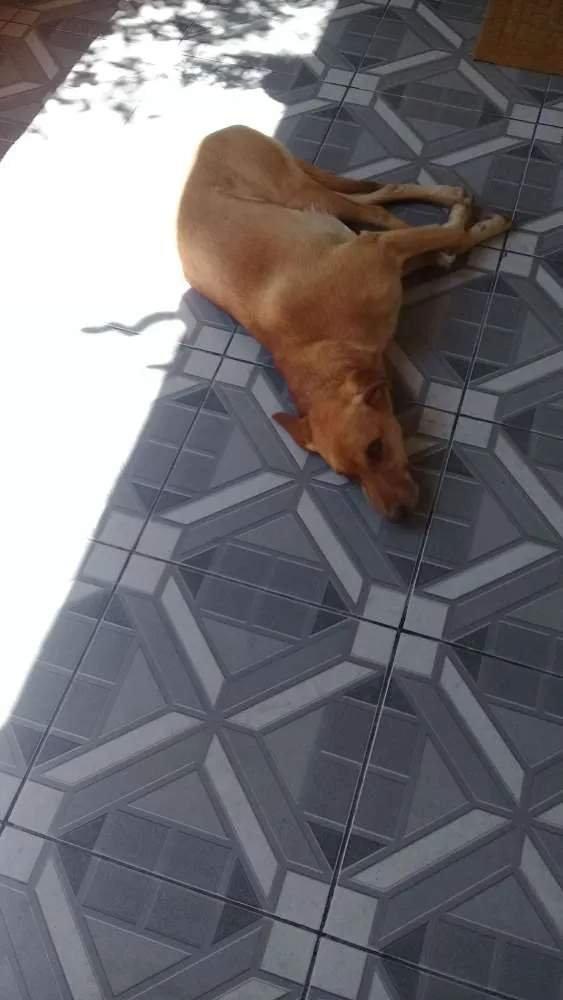 Cachorro ra a Vira lata idade 5 anos nome Fred e mel