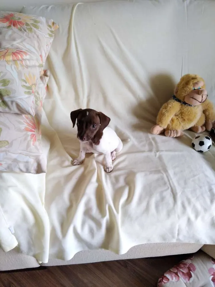 Cachorro ra a Srd idade Abaixo de 2 meses nome Bel,