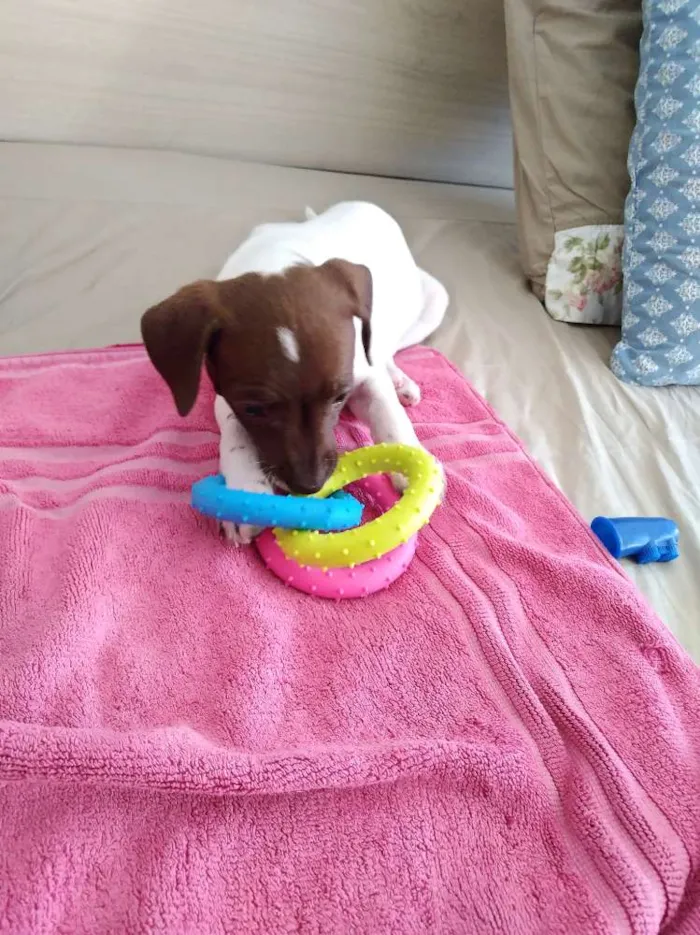 Cachorro ra a Srd idade Abaixo de 2 meses nome Bel,
