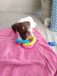 Bel,