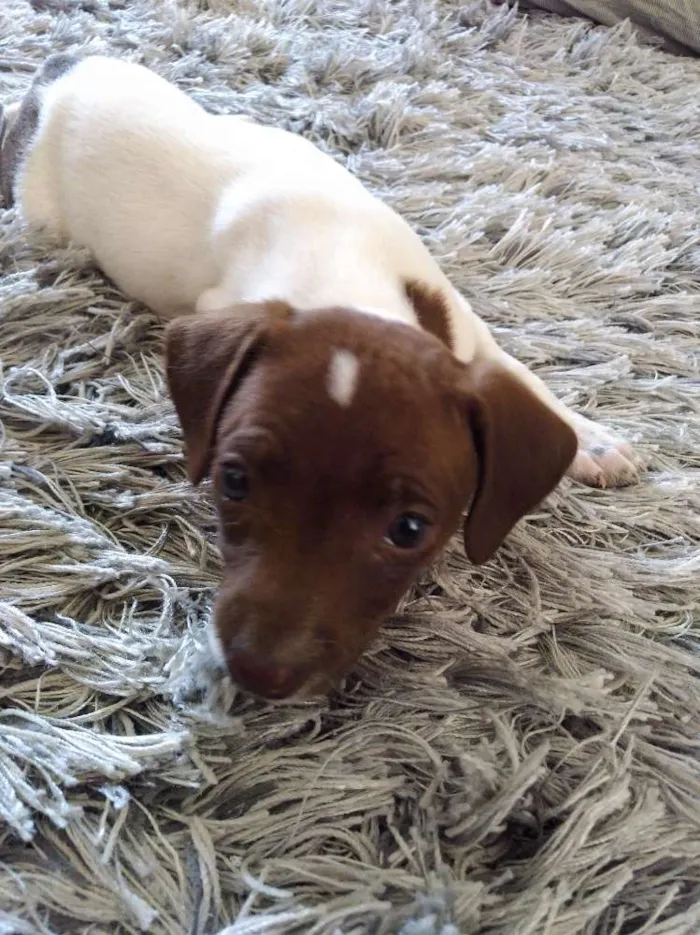 Cachorro ra a Srd idade Abaixo de 2 meses nome Bel,