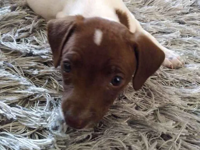 Cachorro ra a Srd idade Abaixo de 2 meses nome Bel,