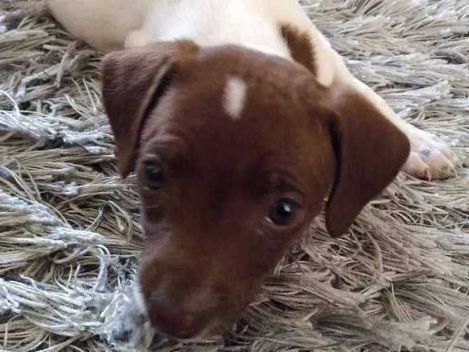 Cachorro ra a Srd idade Abaixo de 2 meses nome Bel,