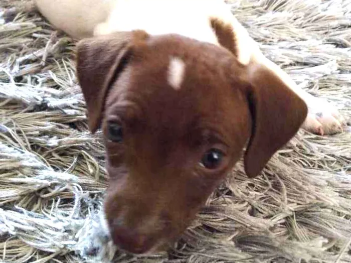 Cachorro ra a Srd idade Abaixo de 2 meses nome Bel,