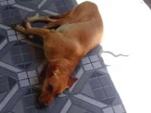 Cachorro raça Vira lata idade 5 anos nome Fred e mel