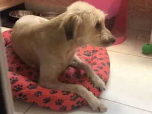 Cachorro raça Sem raça definida  idade 4 anos nome Pepa