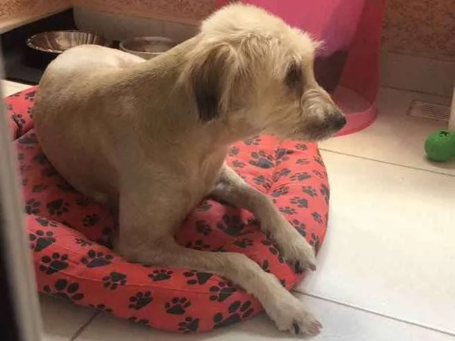 Cachorro ra a Sem raça definida  idade 4 anos nome Pepa