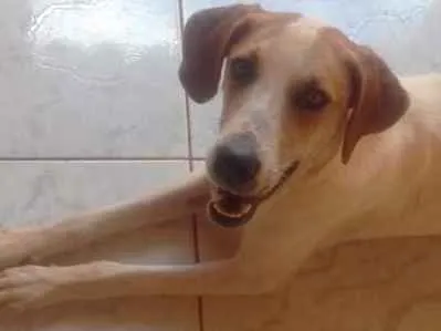 Cachorro ra a Cazador idade 1 ano nome Baba!