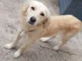 Lua