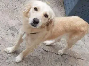 Cachorro raça Vira lata idade 2 anos nome Lua