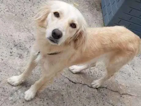 Cachorro ra a Vira lata idade 2 anos nome Lua