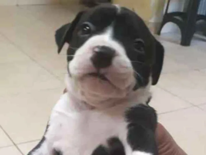 Cachorro ra a Pit Bull Starffodchire idade Abaixo de 2 meses nome Bela, Mel e Lisa