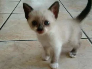 Gato raça Ciames  idade 2 a 6 meses nome Princesa