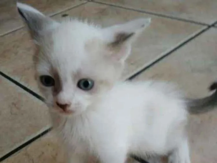 Gato ra a Ciames  idade 2 a 6 meses nome Clarinha