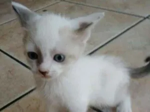 Gato raça Ciames  idade 2 a 6 meses nome Clarinha