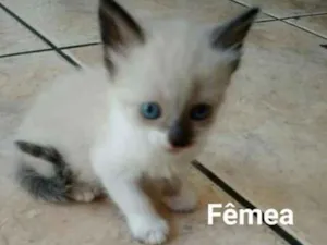 Gato raça Ciames  idade 2 a 6 meses nome Mia