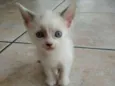 Docinho 