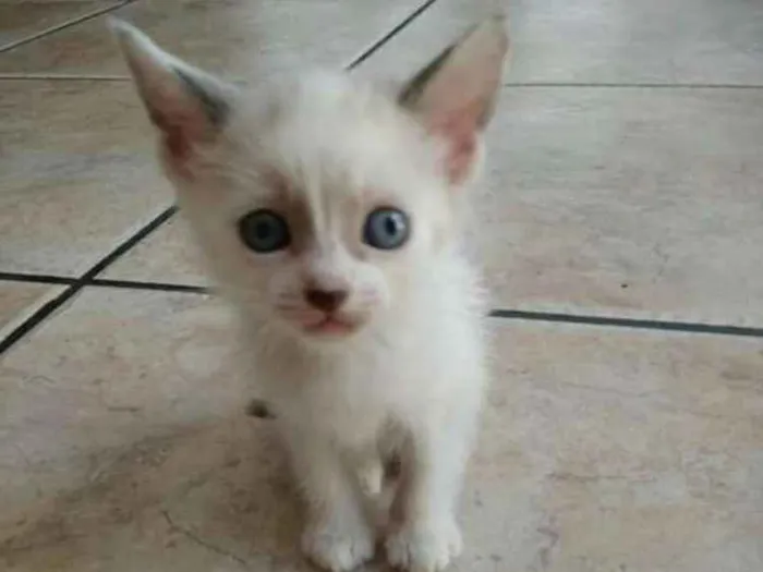 Gato ra a Ciames  idade 2 a 6 meses nome Docinho 