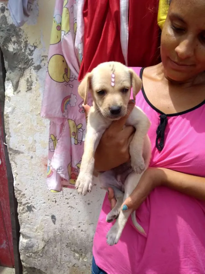 Cachorro raça Srd idade Abaixo de 2 meses nome Princesinha