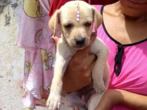 Cachorro raça Srd idade Abaixo de 2 meses nome Princesinha