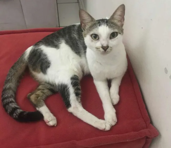 Gato raça Srd idade 2 a 6 meses nome Tina