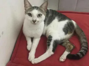 Gato raça Srd idade 2 a 6 meses nome Tina
