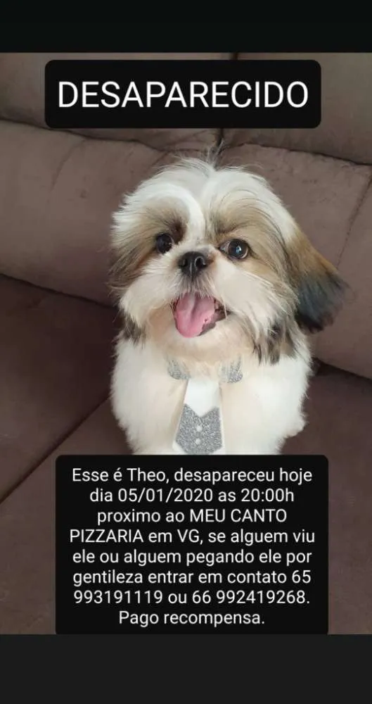 Cachorro ra a Shitzu  idade 2 a 6 meses nome Theo