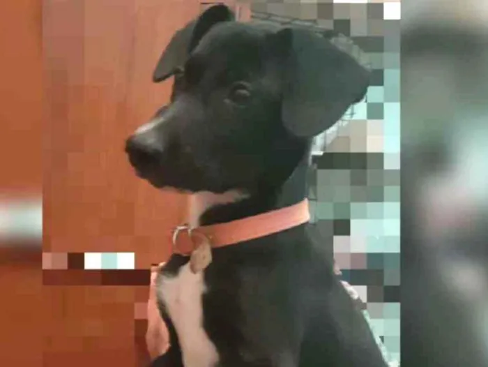 Cachorro ra a Vira laya idade 2 a 6 meses nome Thor