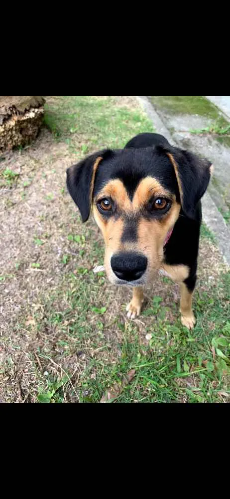 Cachorro ra a SRD idade  nome Cora