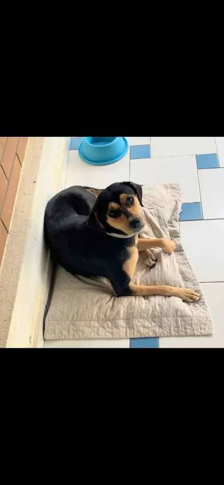 Cachorro ra a SRD idade  nome Cora