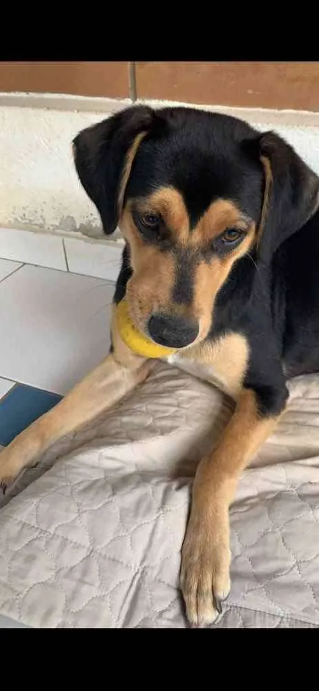Cachorro ra a SRD idade  nome Cora
