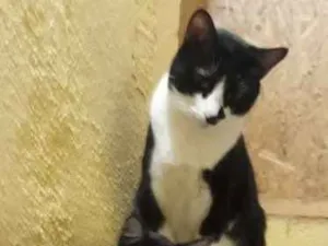 Gato raça mestiço siamês/angora idade 2 a 6 meses nome menininho