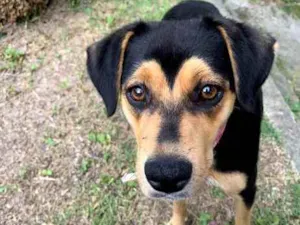 Cachorro raça SRD idade  nome Cora