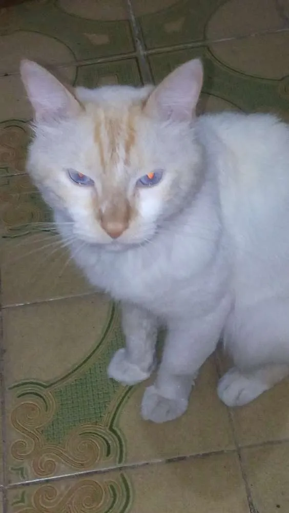 Gato ra a Persa idade 6 ou mais anos nome Juquinha 