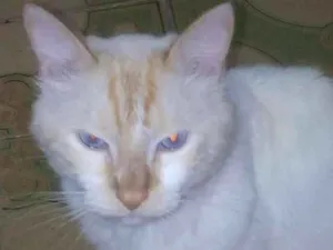 Gato raça Persa idade 6 ou mais anos nome Juquinha 