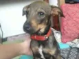 Aquiles 
