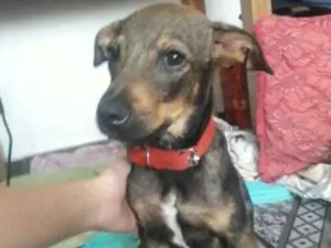 Cachorro raça vira lata  idade 2 a 6 meses nome Aquiles 