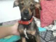 Aquiles 