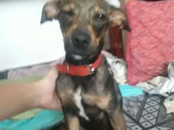Cachorro raça vira lata  idade 2 a 6 meses nome Aquiles 