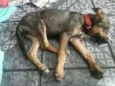 Aquiles 