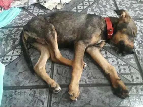 Cachorro raça vira lata  idade 2 a 6 meses nome Aquiles 