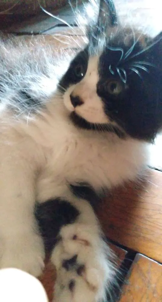Gato ra a Não definida idade 2 a 6 meses nome Tony