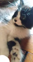 Tony