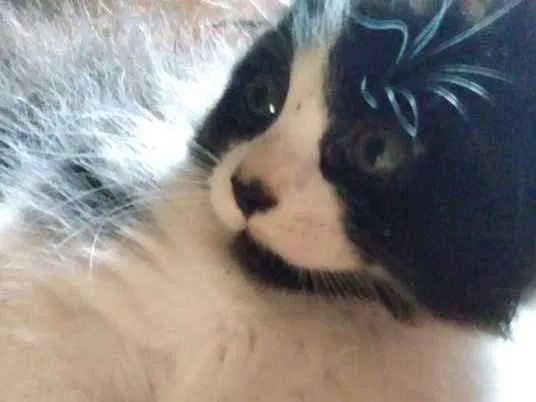 Gato ra a Não definida idade 2 a 6 meses nome Tony