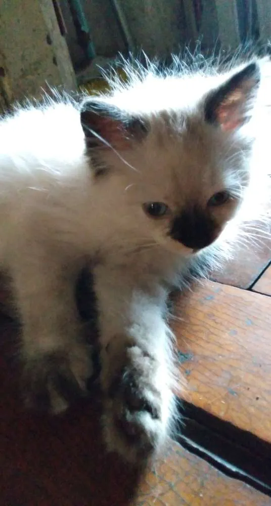 Gato ra a Não definida idade 2 a 6 meses nome Mafalda