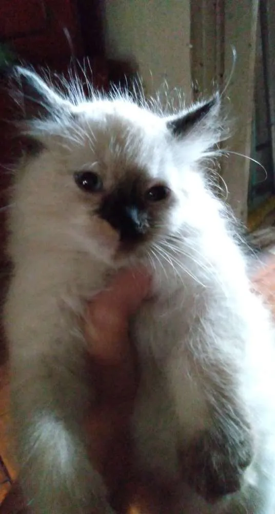 Gato ra a Não definida idade 2 a 6 meses nome Mafalda