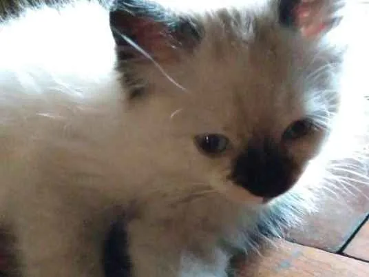 Gato ra a Não definida idade 2 a 6 meses nome Mafalda