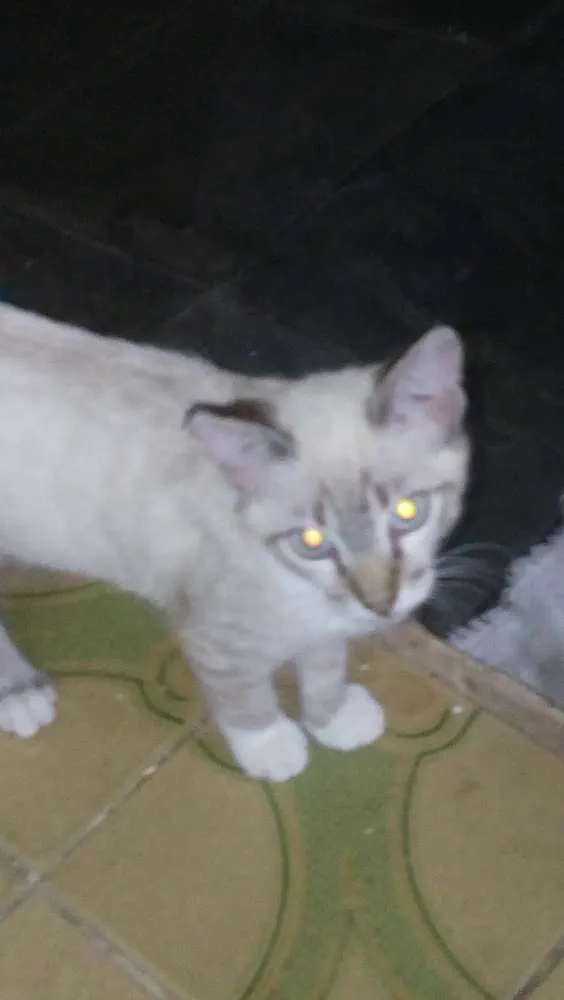 Gato ra a Siamês  idade 2 a 6 meses nome Tigrinho